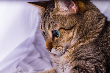 gato