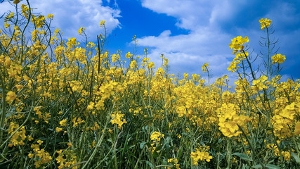 Colza sur ciel bleu