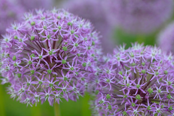 growing alium flowers