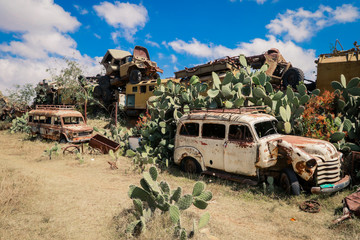 Flowering Green Cactus near the Crushed Army Cars on the Tank Graveyard in Asmara, Eritrea