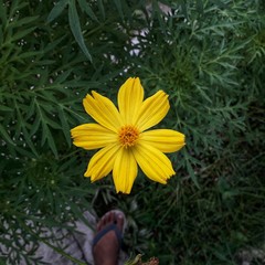yellow flower in the garden