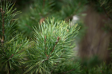 Beautiful pine branch with green needles in early spring.