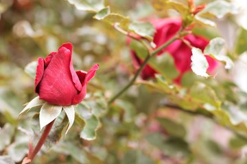 red rose bud
