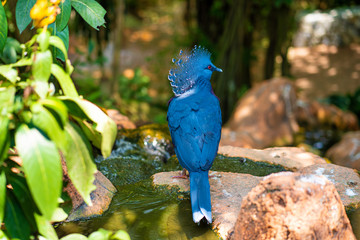 Unusual Crowned Pigeon in a green park. beauty of nature. Bird watching