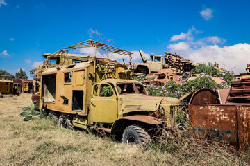 Flowering Plants near the Crushed Tanks and War Car on the Tank Graveyard in Asmara, Eritrea