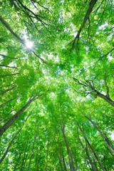 十日町の美人林 新緑のぶな林