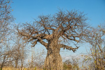 Fototapeta na wymiar El baobab el árbol de la sabana 