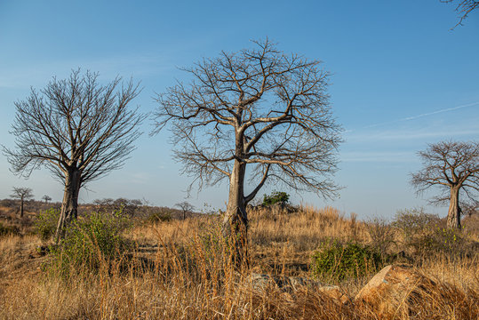 รูปภาพSabana – เลือกดูภาพถ่ายสต็อก เวกเตอร์ และวิดีโอ7,206 | Adobe Stock