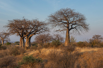 El baobab el árbol de la sabana 