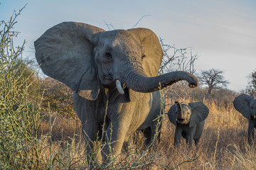 La vida de los elefantes © fforriol