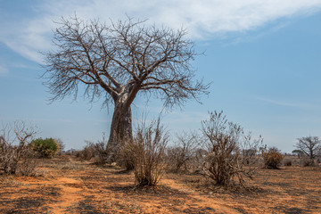 El baobab el árbol de la sabana 