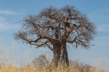 El baobab el árbol de la sabana 