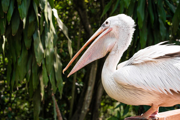 A white pelican in a park sits on a fence close-up. Bird watching