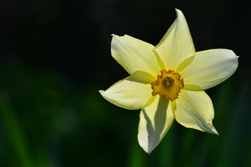 Daffodil, U.K. Backlit Spring flower.