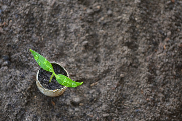 The beginning of the gardening season. Young green sprout in a quail eggshell on the background of the soil close-up with copy space. Top view, selective focus. Concept of organic agriculture