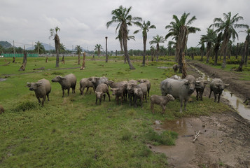 Naklejka premium Baby water buffalo with family stand in a row.