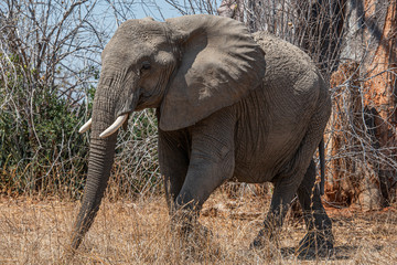 La vida de los elefantes © fforriol