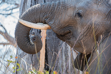 La vida de los elefantes, comiendo lo que encuentra © fforriol