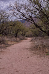 Fototapeta na wymiar Catalina State Park is situated just outside Tucson proper and is a favorite of hikers, photographers and nature lovers