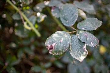 Brombeerplage im Garten, Brombeerranken ersticken Busch, Wildwuchs