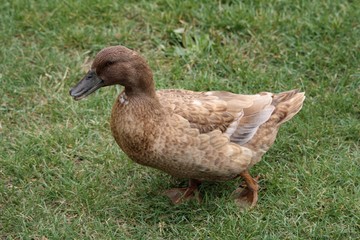 canard streicher