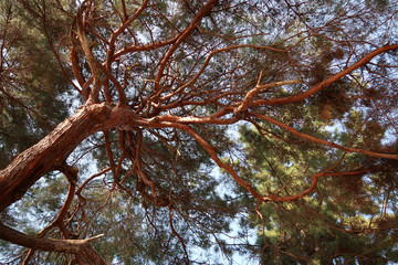 春　松の木を見上げる