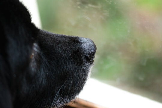 Close Up Black Dog Nose Looking Out Smudged Up Window