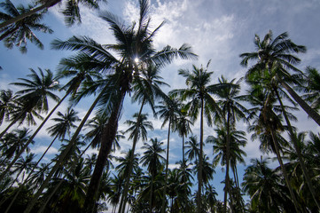 Coconut tree under bright sun at Malaysia.