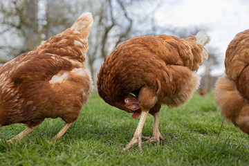 Legehennen auf der Weide 