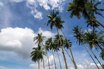 Coconut tree with blue sky and white clouds.