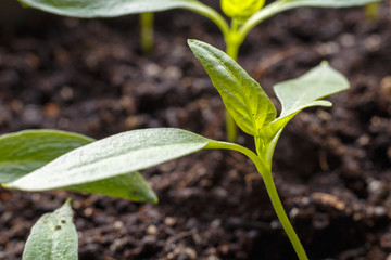 Young sprouts in the spring close-up on wet soil. Drops of dew on the leaves.