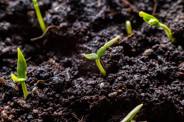 Young sprouts in the spring close-up on wet soil. Drops of dew on the leaves.