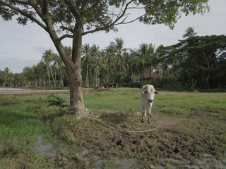 A cow tie to a tree. Background is coconut plantation.