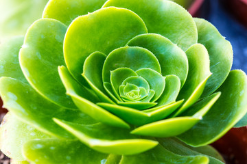 Succulent Plant
