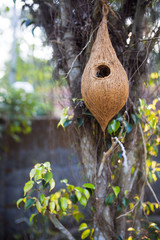 A traditional nest for tropical birds in Kerala, India. A nest of coconut and fiber hangs on a tree in the yard. Tropical souvenir