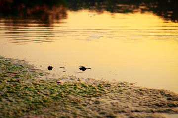 swamp with frogs in the dusk 