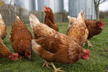 Hühner auf der Weide