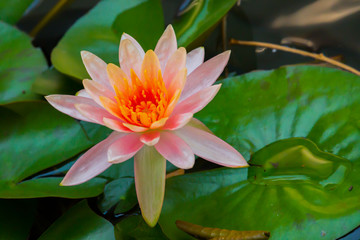 The pink lotus flowers in the basin bloom in the morning and the green lotus leaves reflect the...