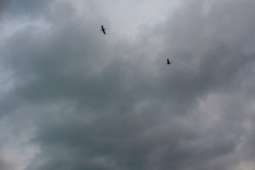 birds fly against a cloudy gray sky
