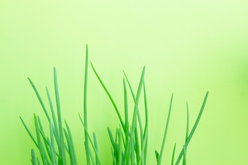 Bouquet of several washed and peeled stalks of green onions, on a green background