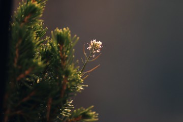 Solitary flower in needles with natural background 