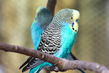 Blue Budgie (Wellensittich, Melopsittacus undulatus)