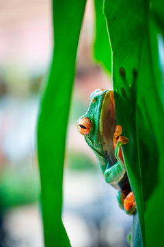 Tortuguero National Park, Costa Rica, Central America.  Wild red eyed tree frog looking at the camera