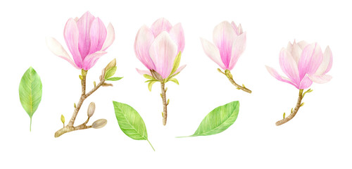 Watercolor Set of Pink Magnolia Flowers with Green Leaves. 
Hand drawn botanical illustration isolated on white background.
