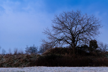Albero, senza foglie, all'alba in inverno con erba ghiacciata.