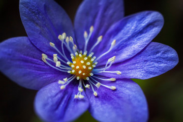 Blue anemones, the first sign of spring season.