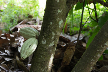 Kakao am Baum