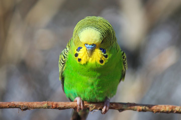 Green Budgie (Wellensittich, Melopsittacus undulatus)