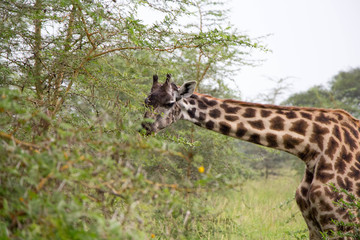Giraffen Serengeti