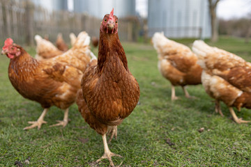 Hühner auf der Weide